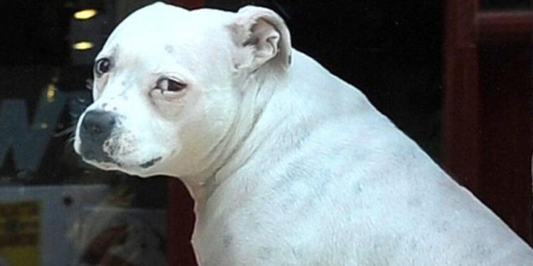 Cane impiccato a un trattore nel Teramano, il proprietario patteggia sei mesi