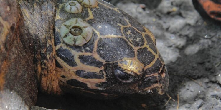 Nicaragua libera 845 tartarughe oliva nel Pacifico