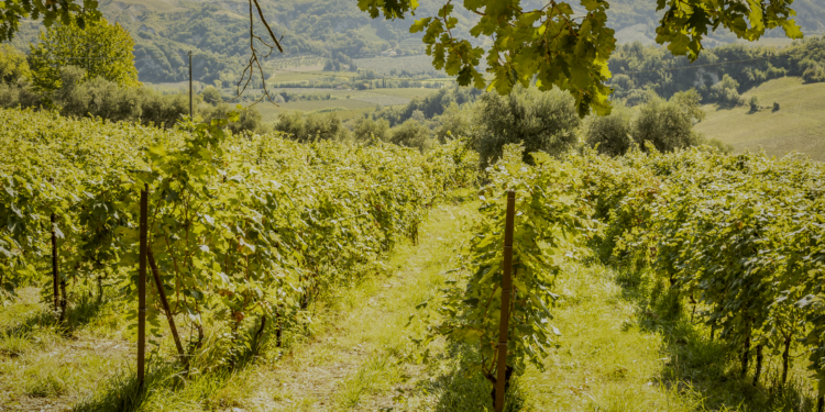 Inoro e Modigliana: vino e territorio nella Romagna contemporanea