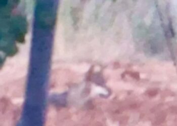 Turisti aggrediti da un lupo a Gallipoli, ferite mamma e figlia