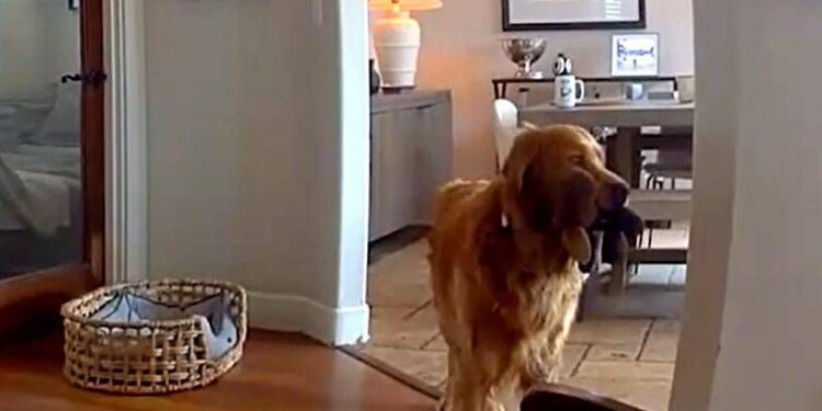 Il ladro entra in casa, il labrador fa festa e porta i giochi…
